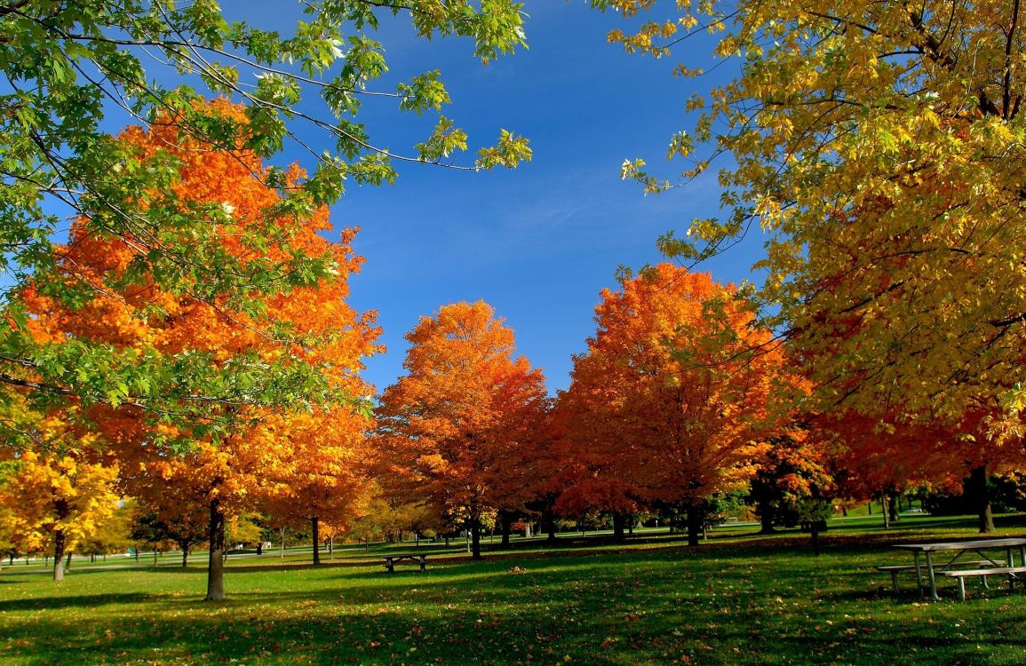 Orange and Yellow Leaf Trees on Green Grass Field Under Blue Sky During Daytime. Wallpaper in 2560x1661 Resolution