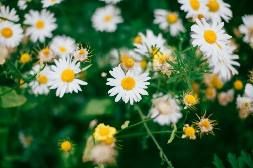 Image white and yellow daisy flowers