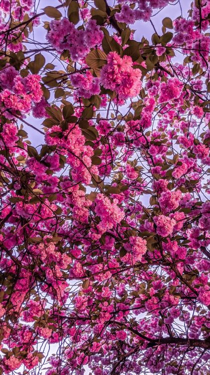 nature, cherry blossom, flower, petal, purple