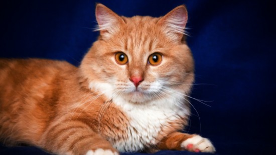 Image orange and white cat on blue textile