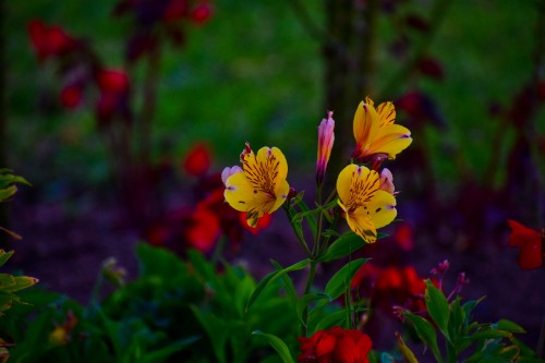 Image yellow daffodils in bloom during daytime