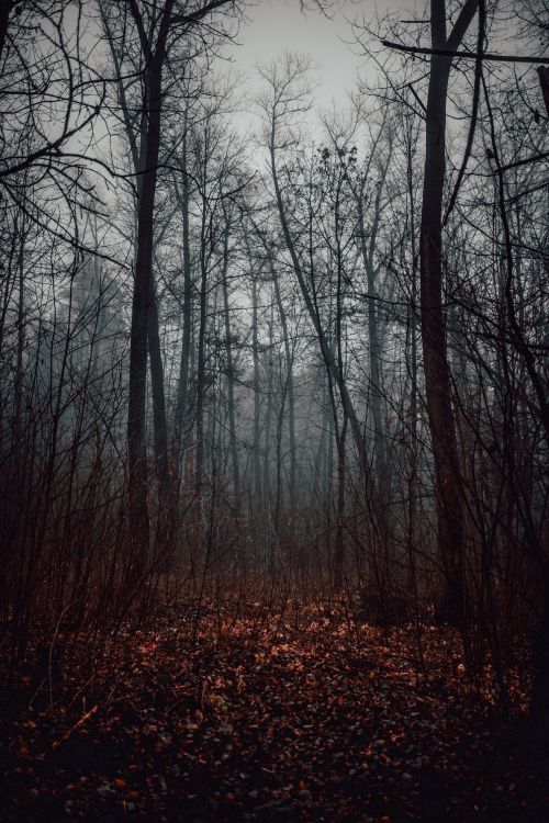 Wald, Baum, Naturlandschaft, Natur, Natürlichen Umgebung. Wallpaper in 4016x6016 Resolution