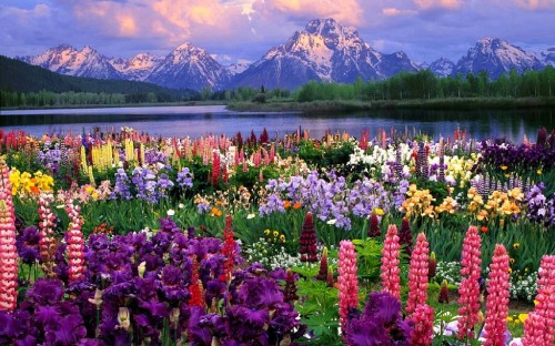 Image purple and yellow flower field near lake during daytime