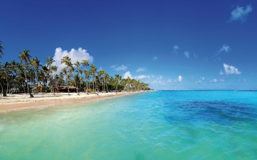 Image green palm trees on beach during daytime