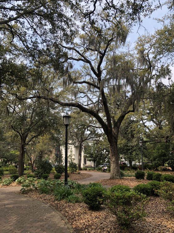 Physique, Sciences, Plantes Ligneuses, Botanique, Feuilles Caduques. Wallpaper in 2842x3789 Resolution