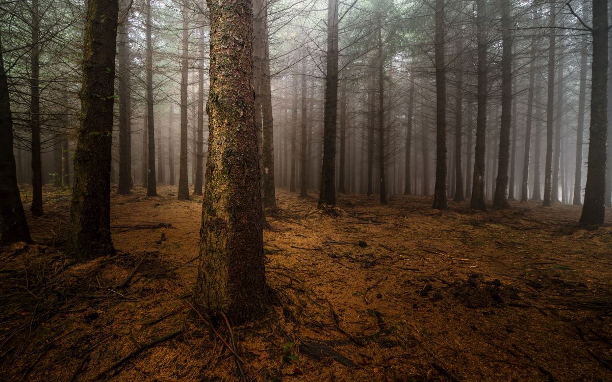 Arbres Bruns Sur Champ Brun Pendant la Journée. Wallpaper in 2560x1600 Resolution