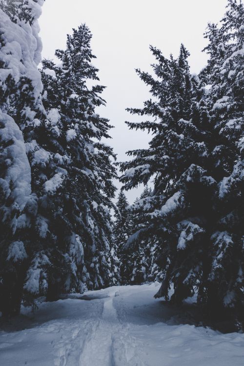 Nieve, Invierno, Congelación, Planta Leñosa, Abeto de Bosques de Abetos. Wallpaper in 3648x5472 Resolution