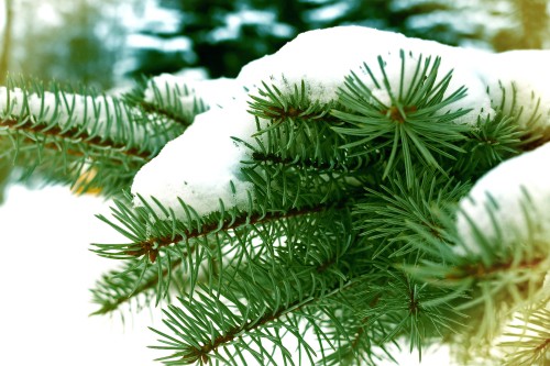 Image green pine tree covered with snow