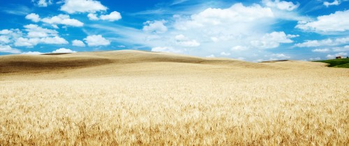 Image brown field under blue sky and white clouds during daytime