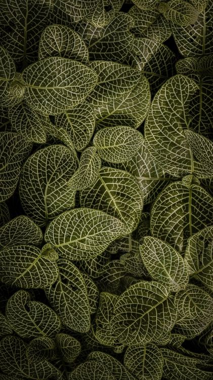 Blatt, Malerei, Baum, Terrestrische Pflanzen, Bodendecker. Wallpaper in 720x1280 Resolution