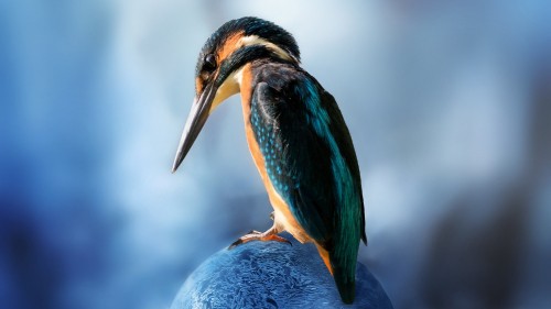 Image blue and brown bird on blue stone