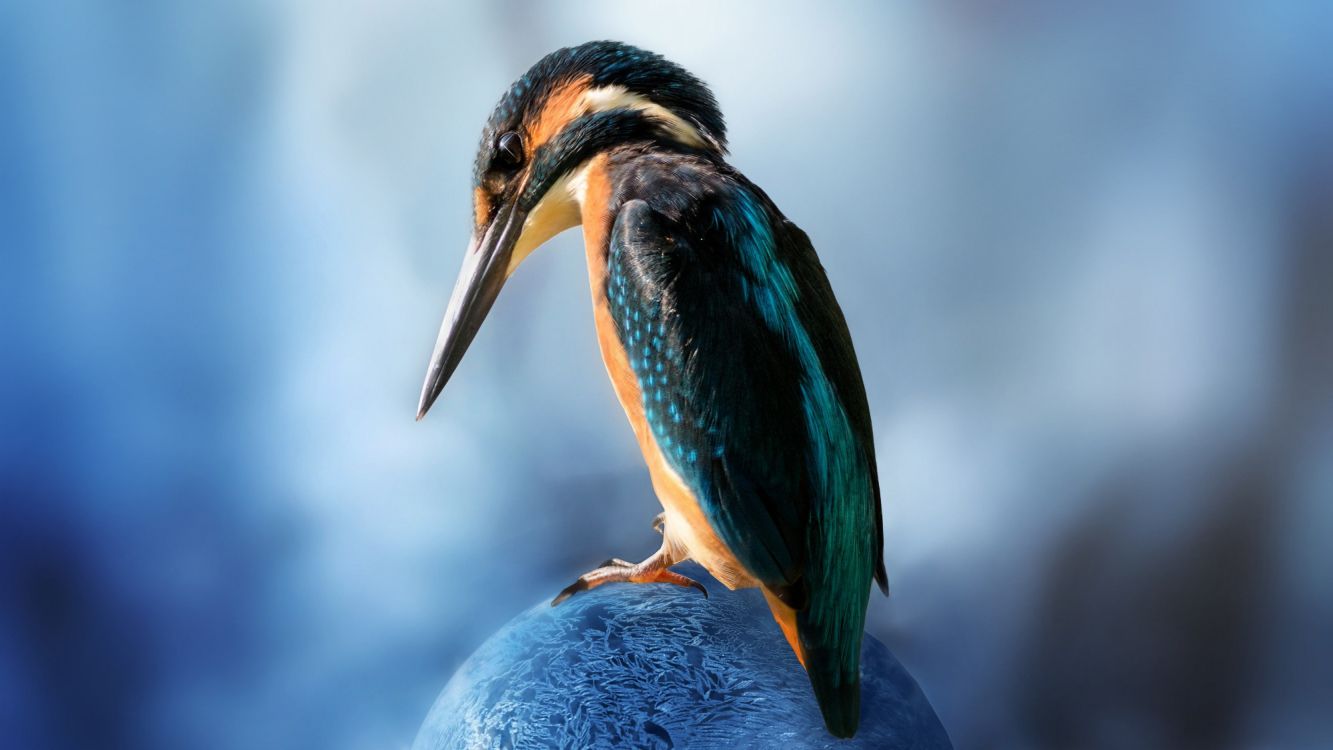 blue and brown bird on blue stone