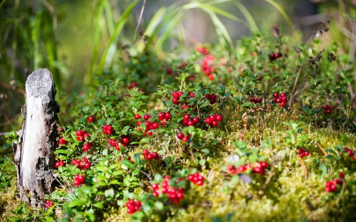 Image red and yellow flowers in tilt shift lens