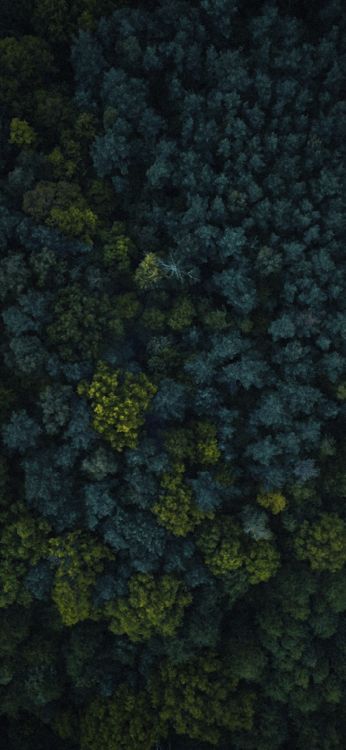 Végétation, Biome, Couvre-sol, Légume-feuille, la Floraison de la Plante. Wallpaper in 1080x2340 Resolution