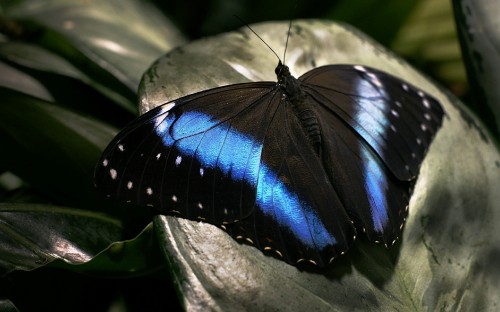 Image black and blue butterfly on gray stone