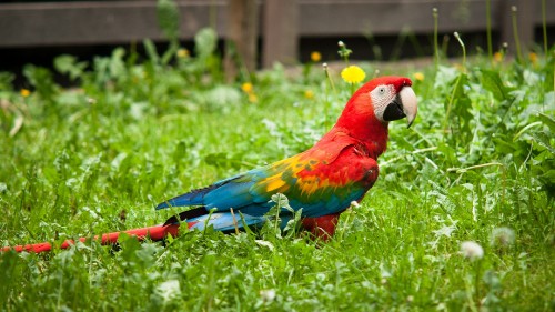 Image red yellow blue and green parrot on green grass during daytime