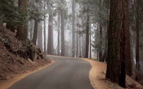 Image gray road in between trees during daytime