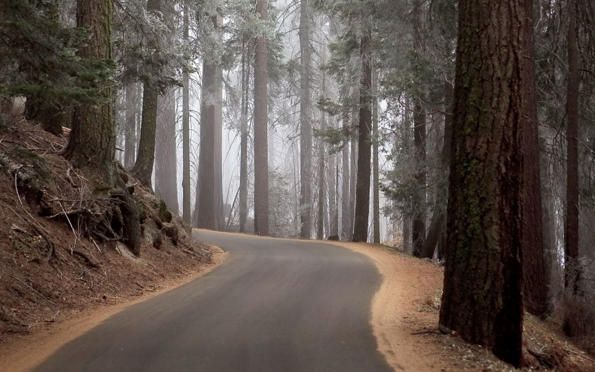 gray road in between trees during daytime