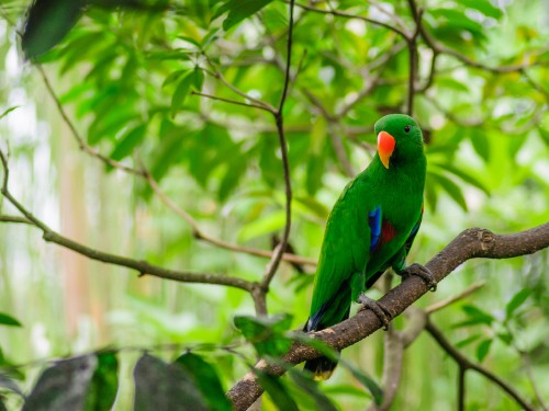 Image green and blue bird on brown tree branch during daytime