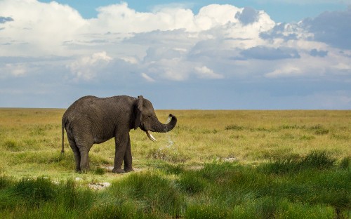 Image elephant on green grass field under white clouds during daytime