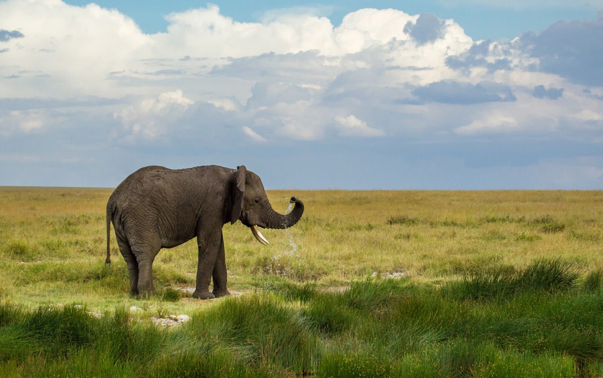 elephant on green grass field under white clouds during daytime