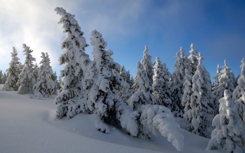 Image snow covered pine trees under blue sky during daytime