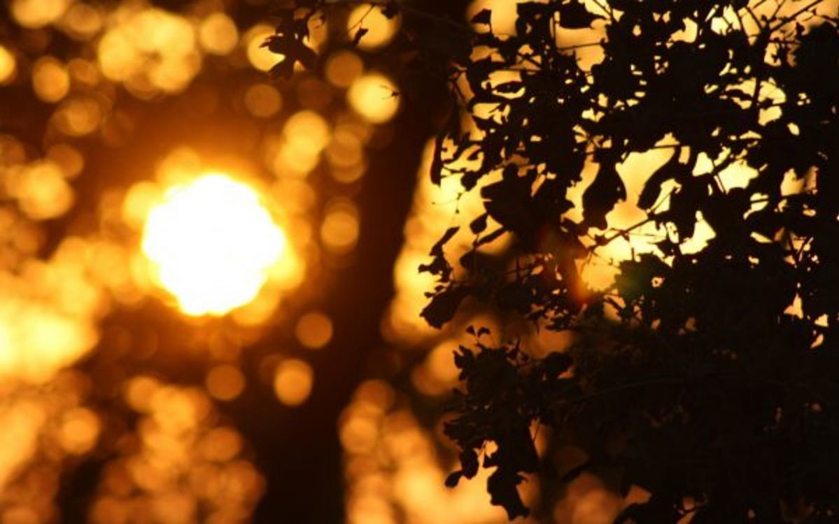 sun behind green leaf tree