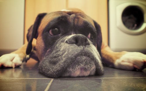 Image brown and black short coated dog lying on floor