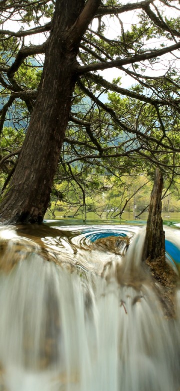 Image brown tree trunk near river