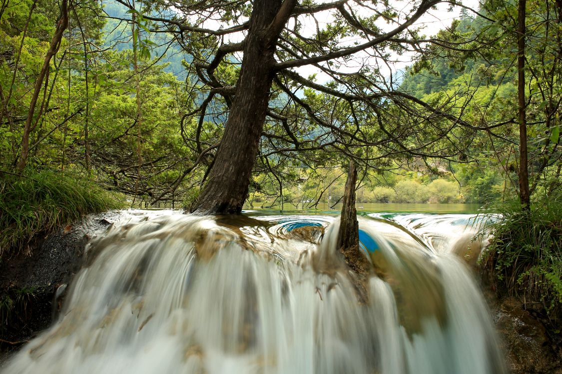 brown tree trunk near river