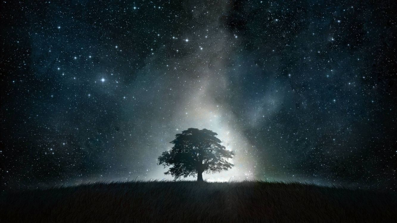 Silueta de Árbol Bajo la Noche Estrellada. Wallpaper in 2560x1440 Resolution