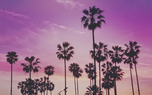 Image silhouette of palm trees under purple sky