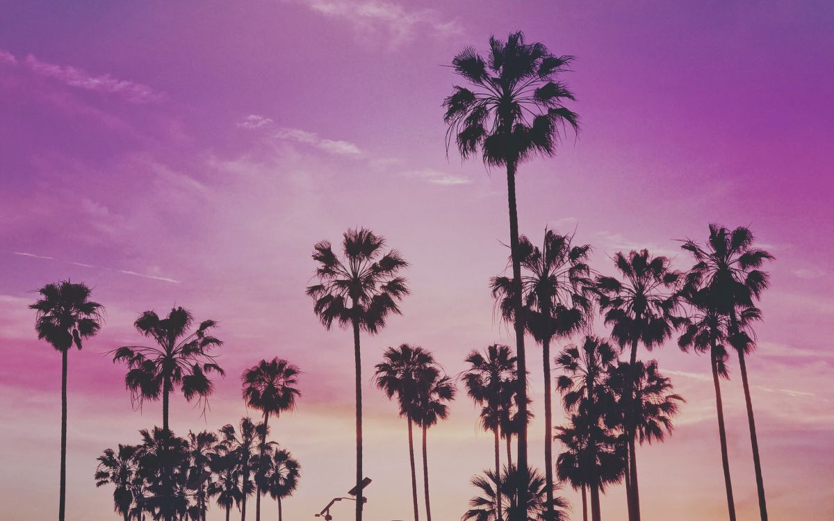 silhouette of palm trees under purple sky