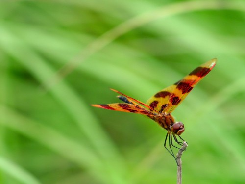 Image brown and yellow dragonfly on green leaf during daytime