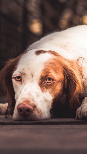 Image white and brown long coat dog lying on floor