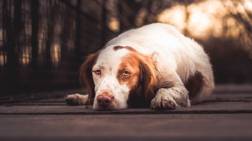 Image white and brown long coat dog lying on floor