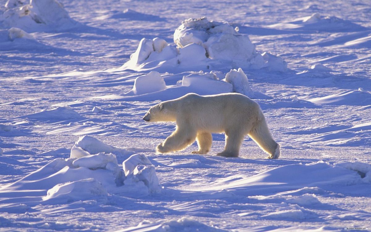 北极熊, 北极, 熊, 极地冰盖, 野生动物 壁纸 2560x1600 允许