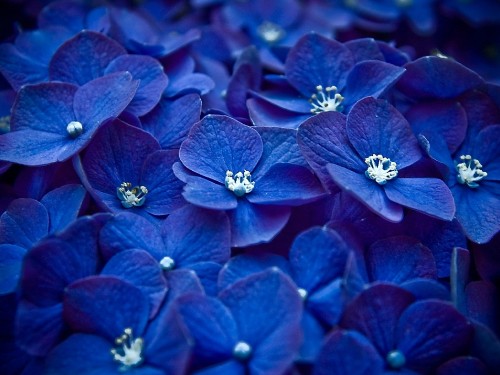 Image blue flower in macro shot