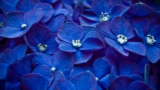 Image of Blue hydrangea flower macro shot