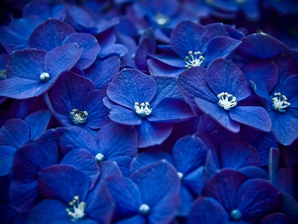 blue flower in macro shot