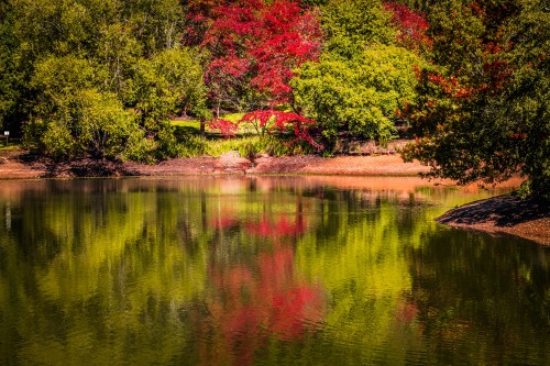 Image red and green trees beside river during daytime