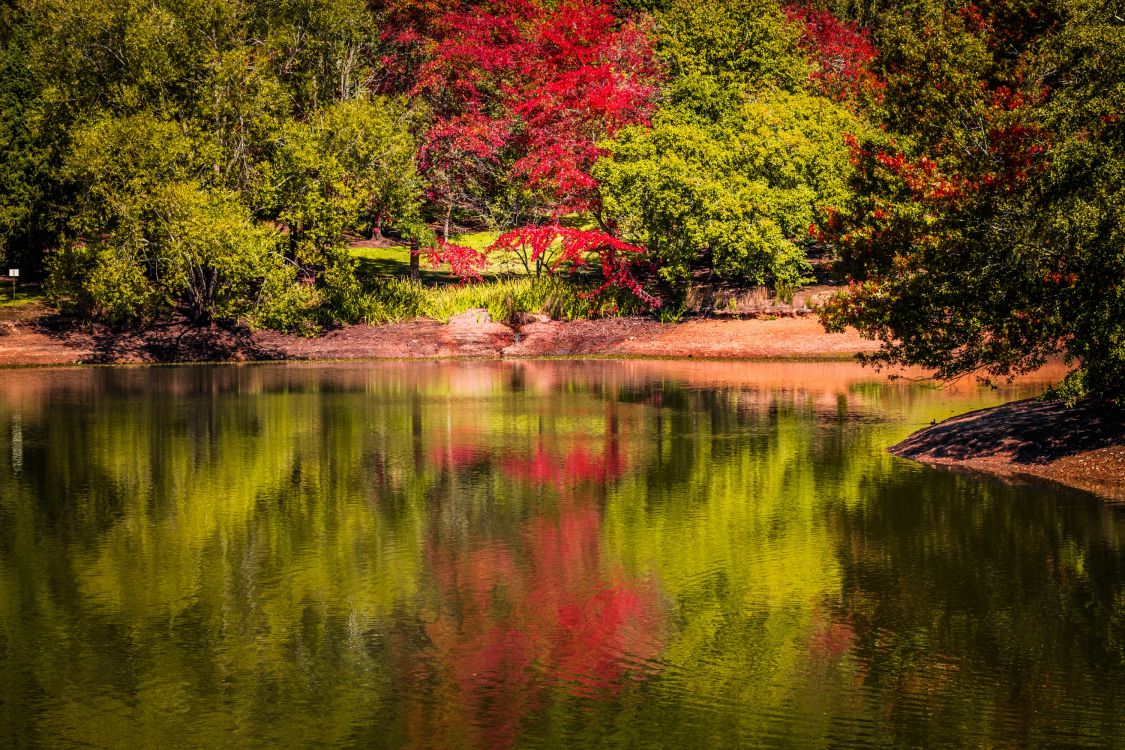 red and green trees beside river during daytime