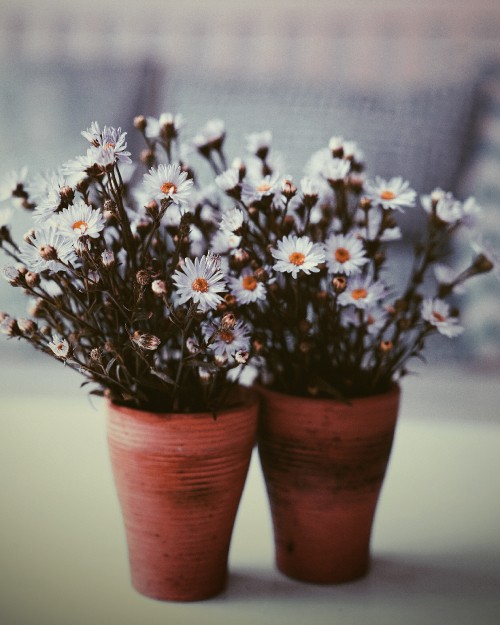 Image white and purple flowers in brown clay pots