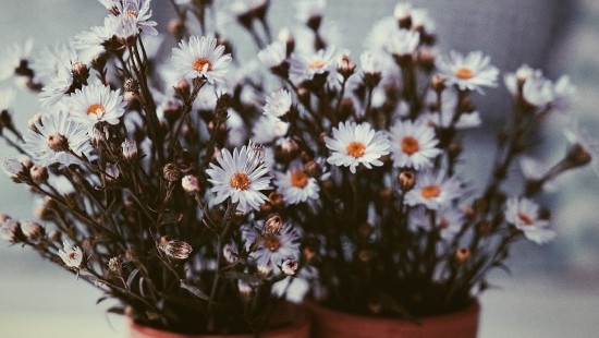 Daisy Vintage Tumblr Background