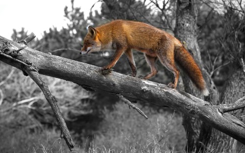 Image brown fox on gray tree branch