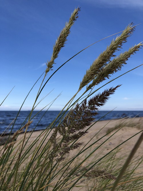 Image grasses, grass, natural environment, sand, horizon