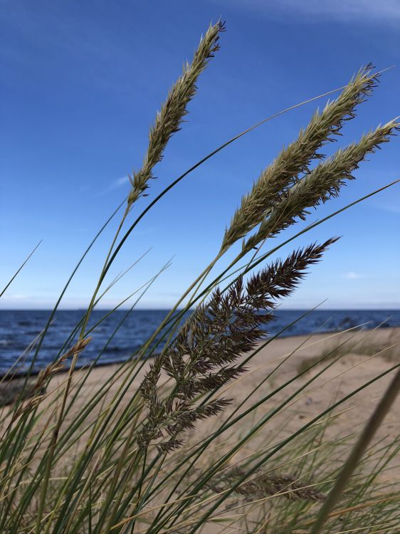 grasses, grass, natural environment, sand, horizon