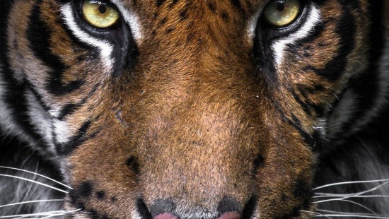 Image bengal tiger, siberian tiger, head, eye, white