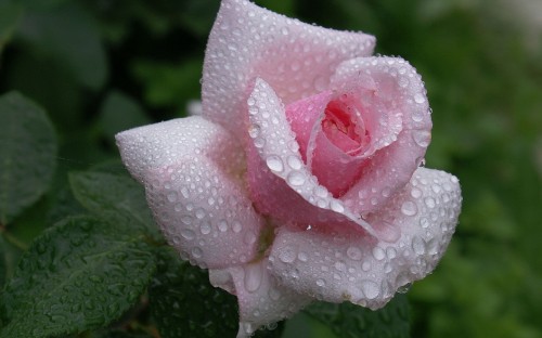 Image pink rose with water droplets