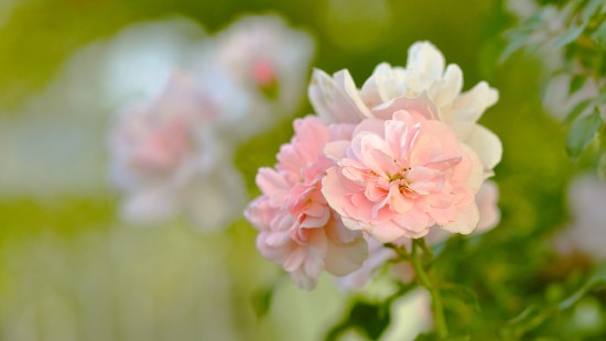 Image pink and white flower in tilt shift lens